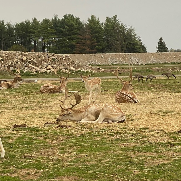 Meet your Posher, Neda - Picture 1 of 1